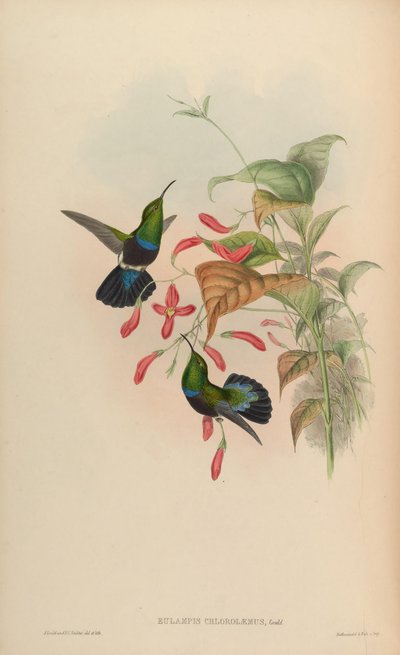 Eulampis chlorolaemus - John Gould